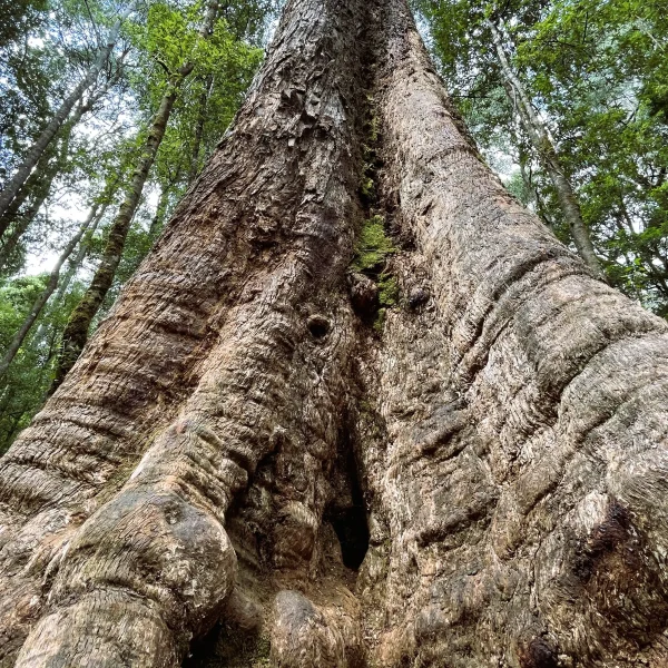 Tasmania 6 day eco tour