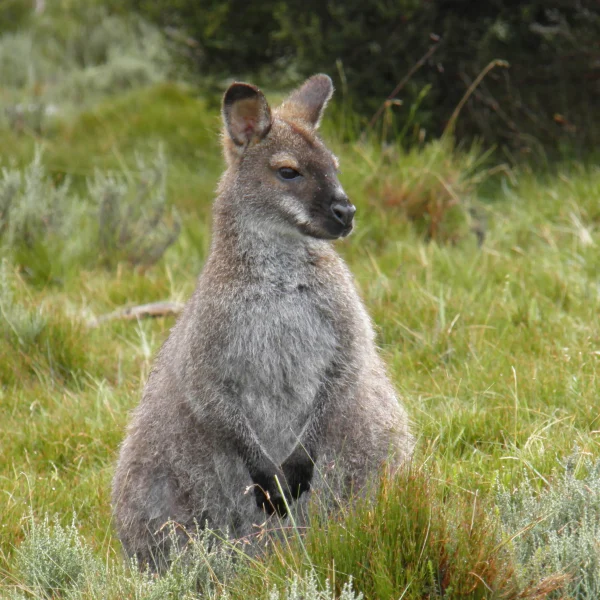 Tasmania 6 day photography tour