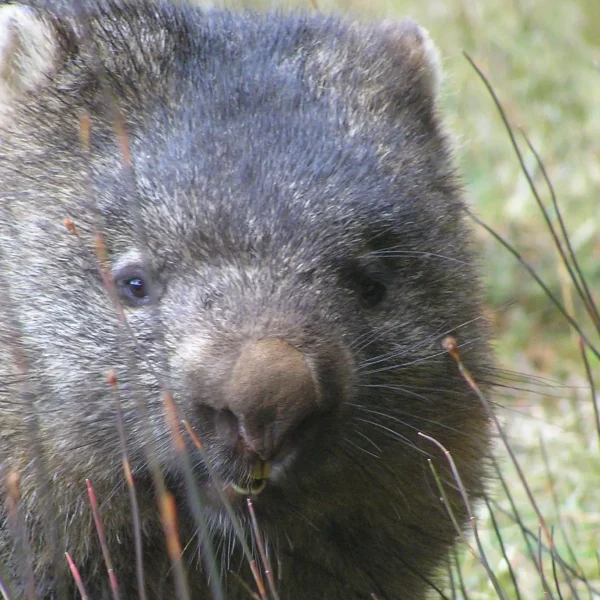 Tasmania 6 day scenic tour