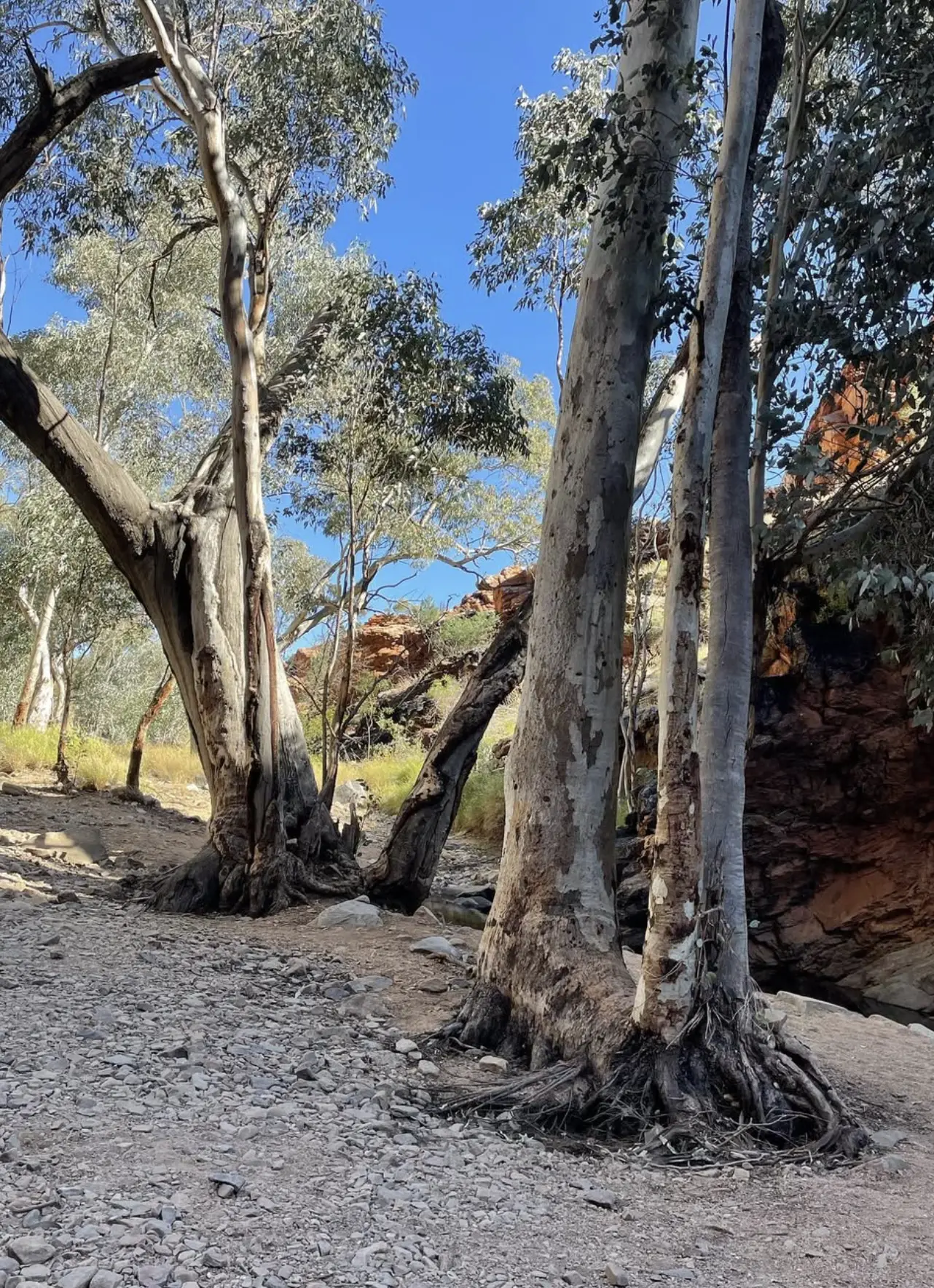 The Flora Life Thriving In The Desert