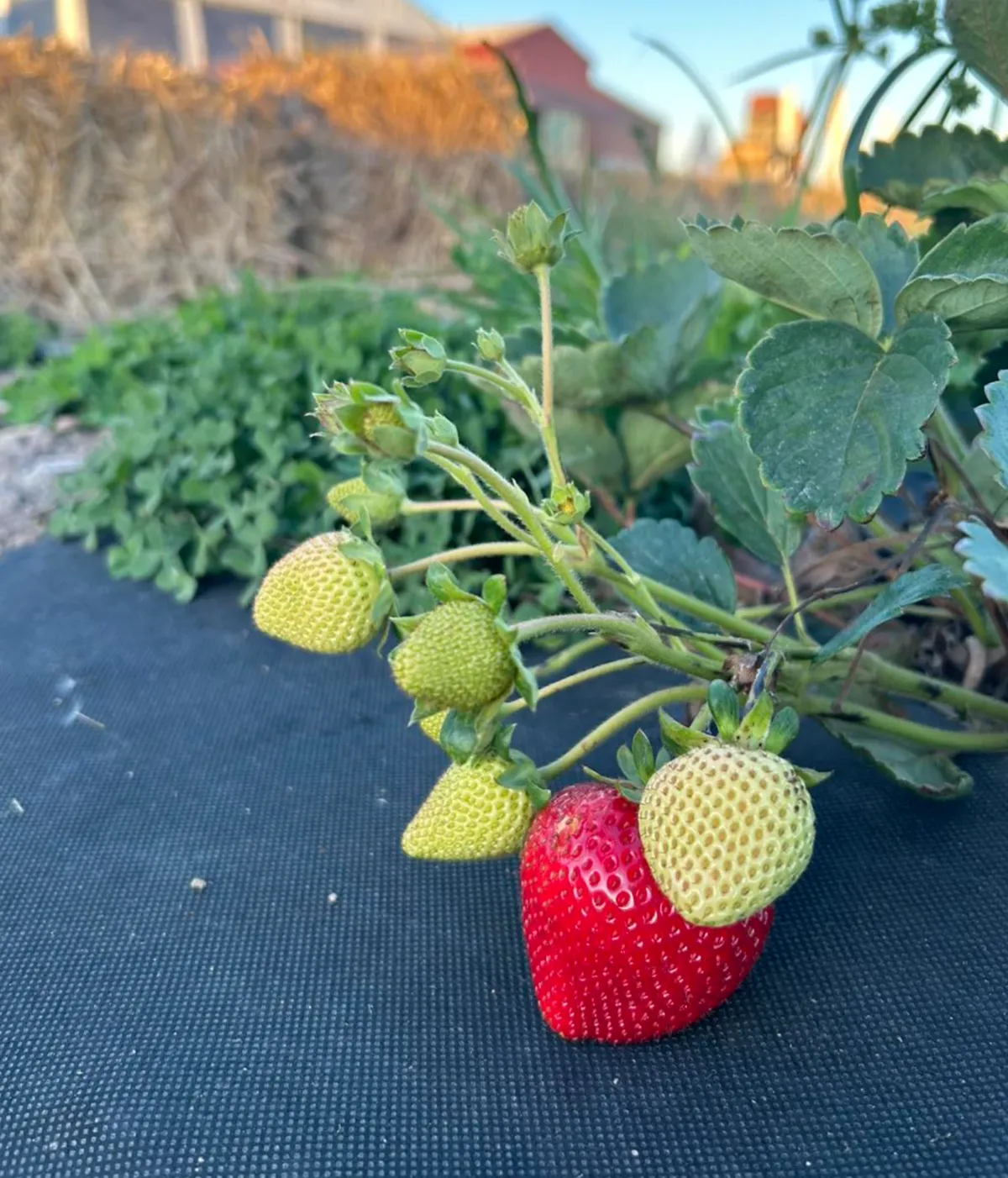 The Joy of Picking Berries
