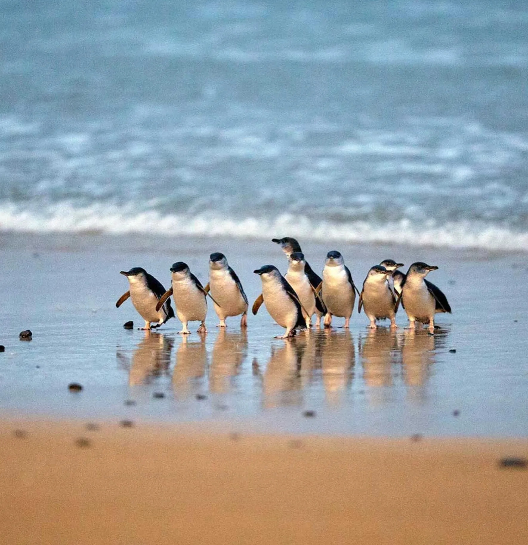 The Penguin Parade at the Beach