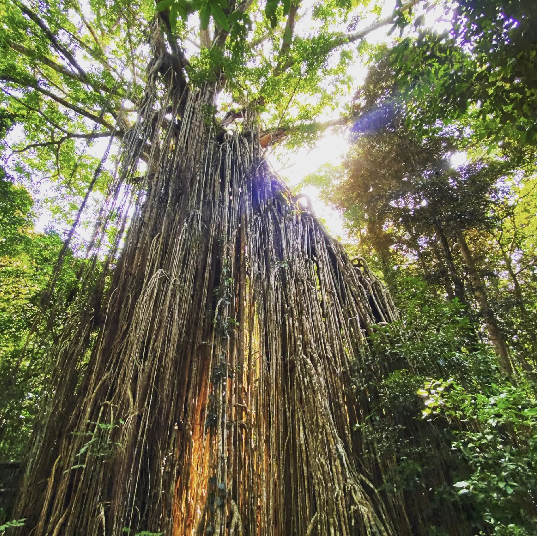The Rainforest Walks Range