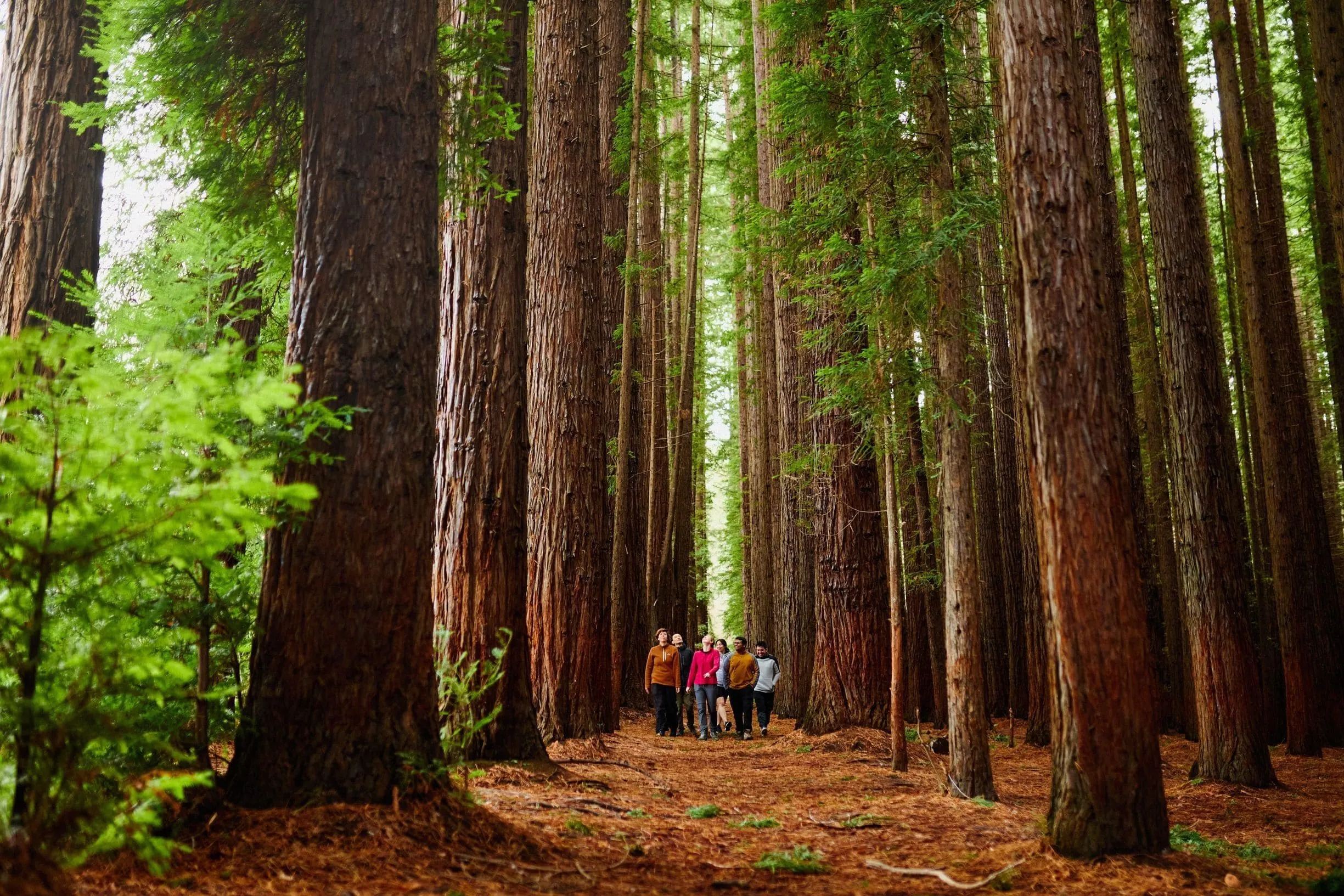 The Redwood Forest