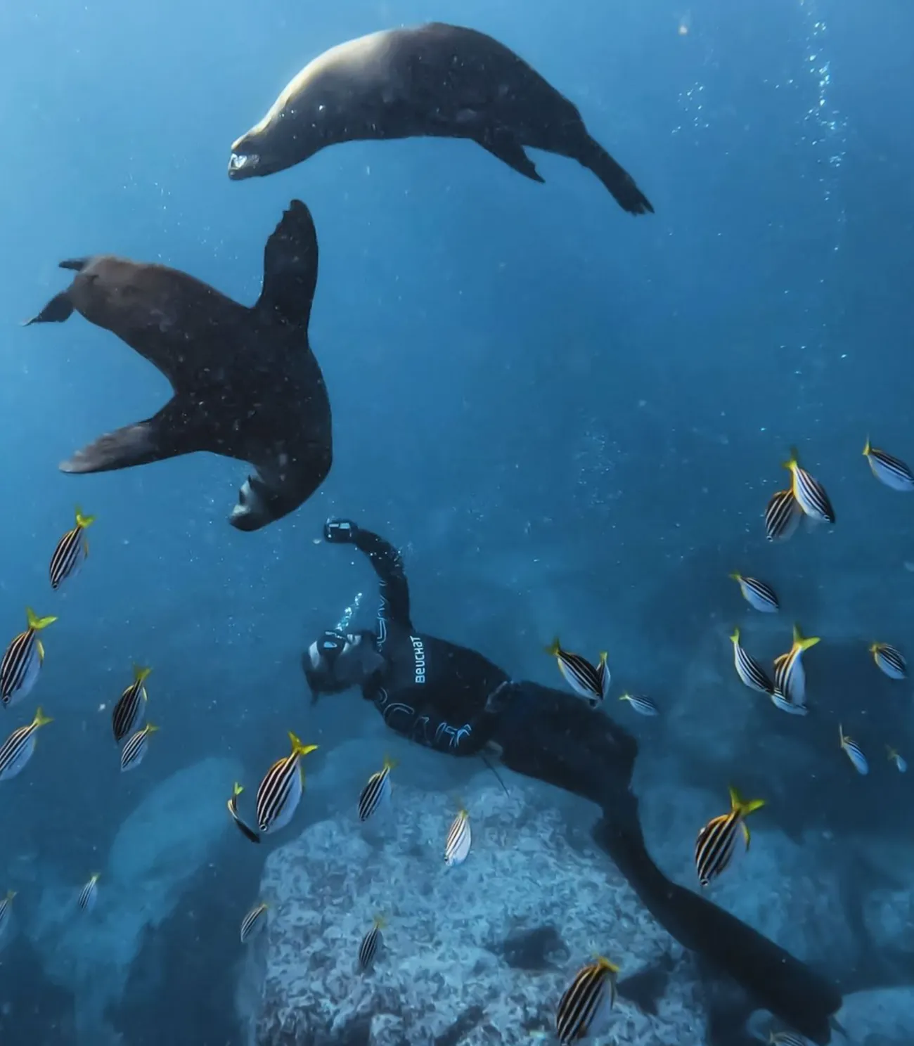 The best time to swim with seals