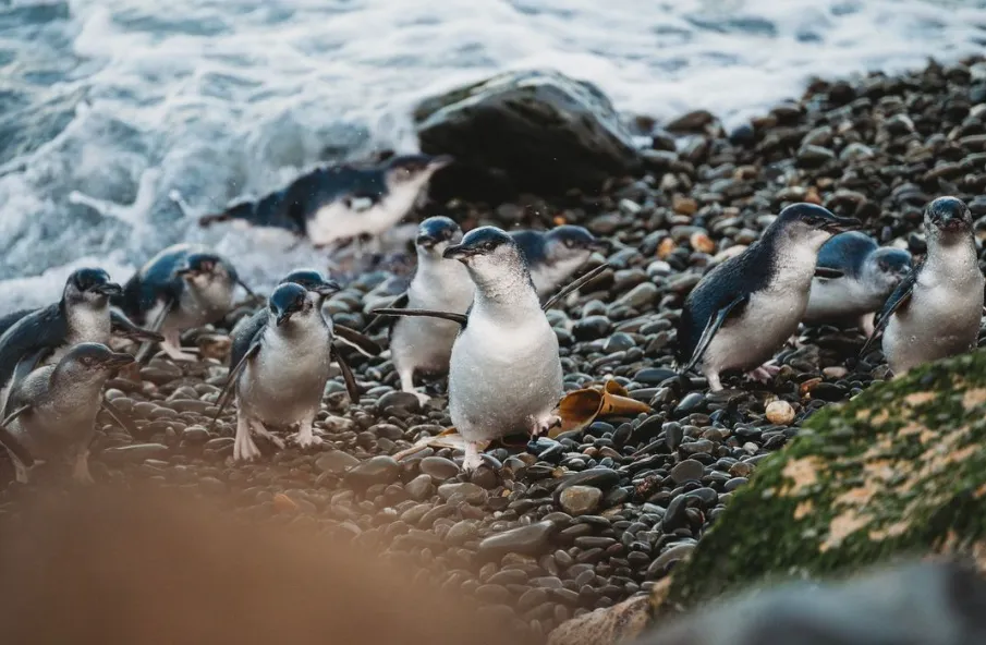 The penguin colony on Bonnet Island