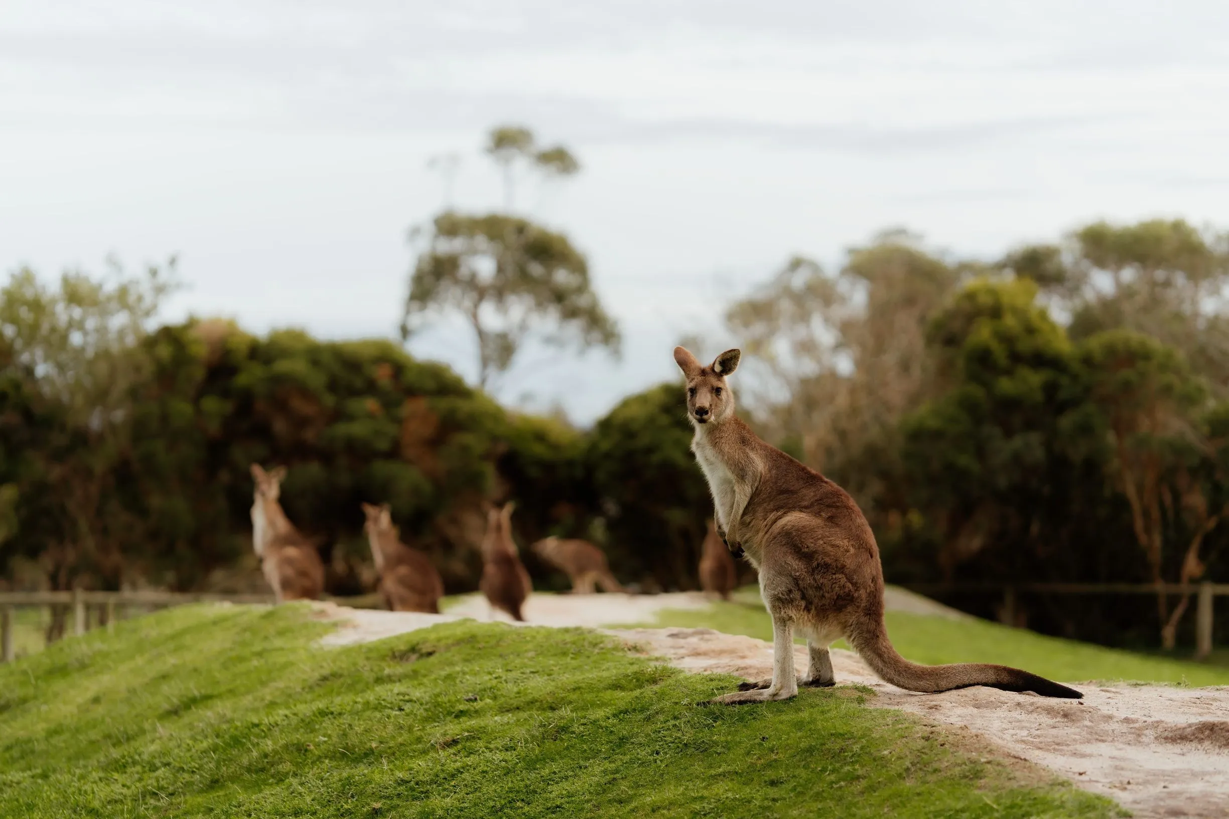 Things To Do at Wildlife Park