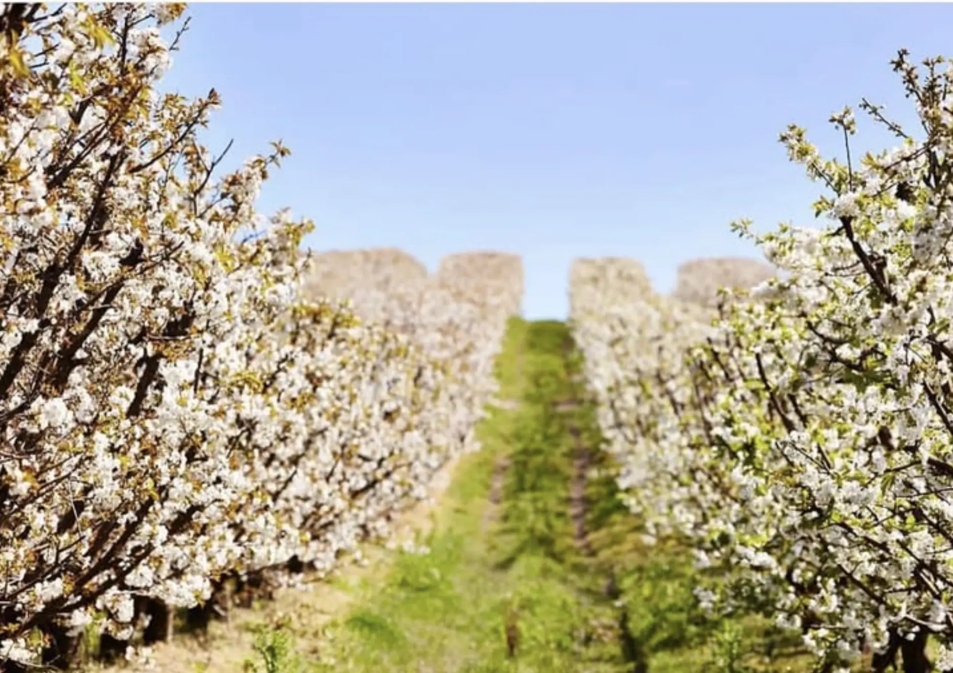 Top Things to Do Coldstream Hills