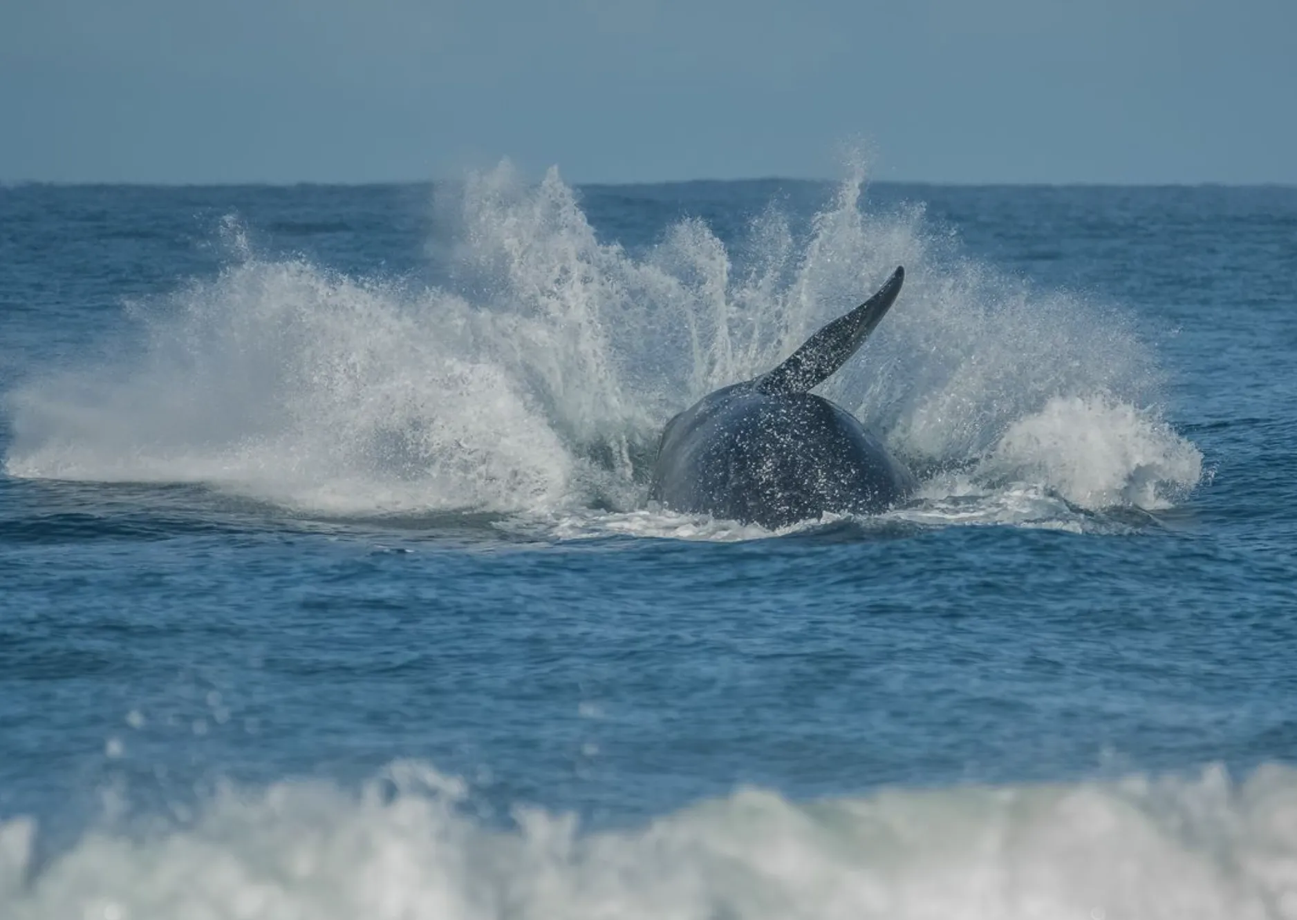 Top Whale-Watching Tips