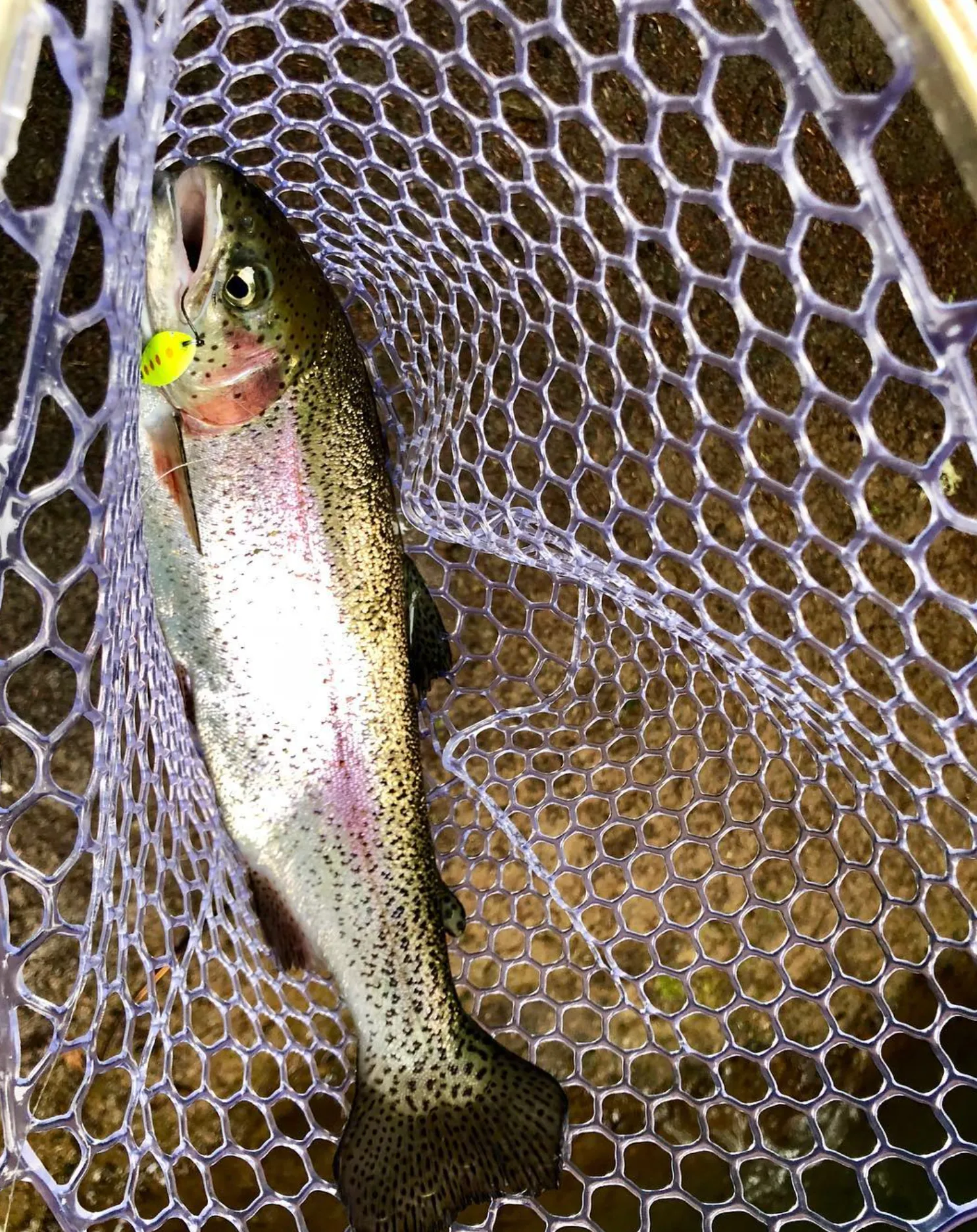 Trout Fishing Experience