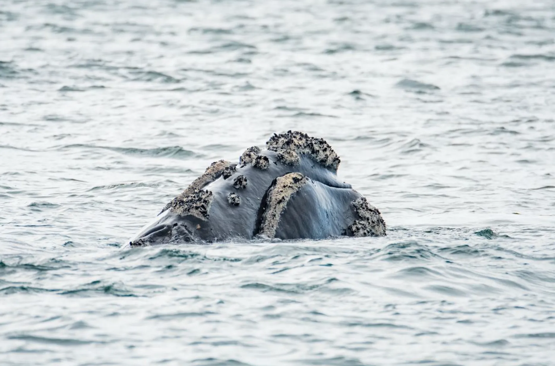 Types of Whales to See
