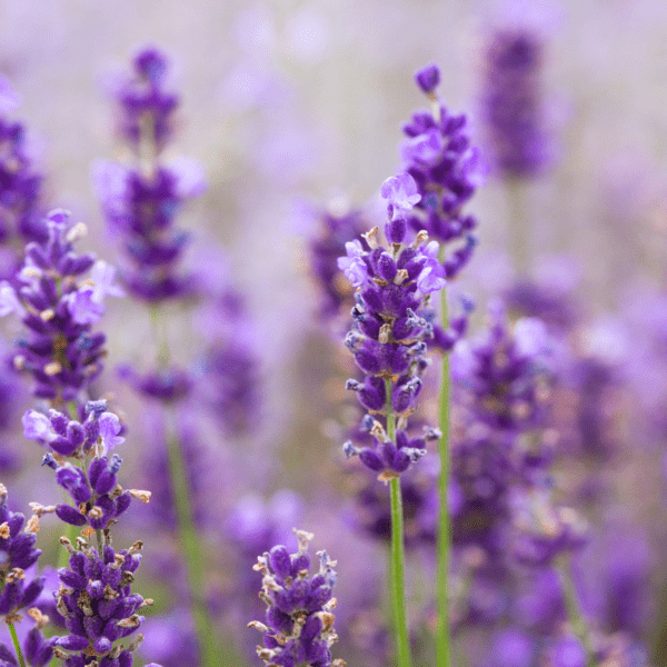 Yanchep Lavender Farm