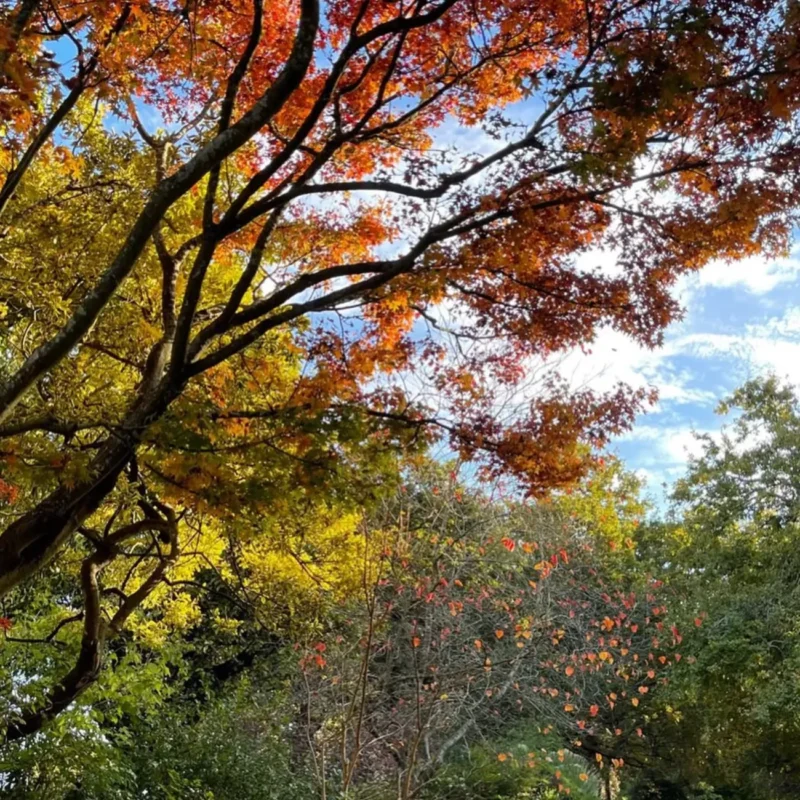 Visit Colac Botanic Gardens