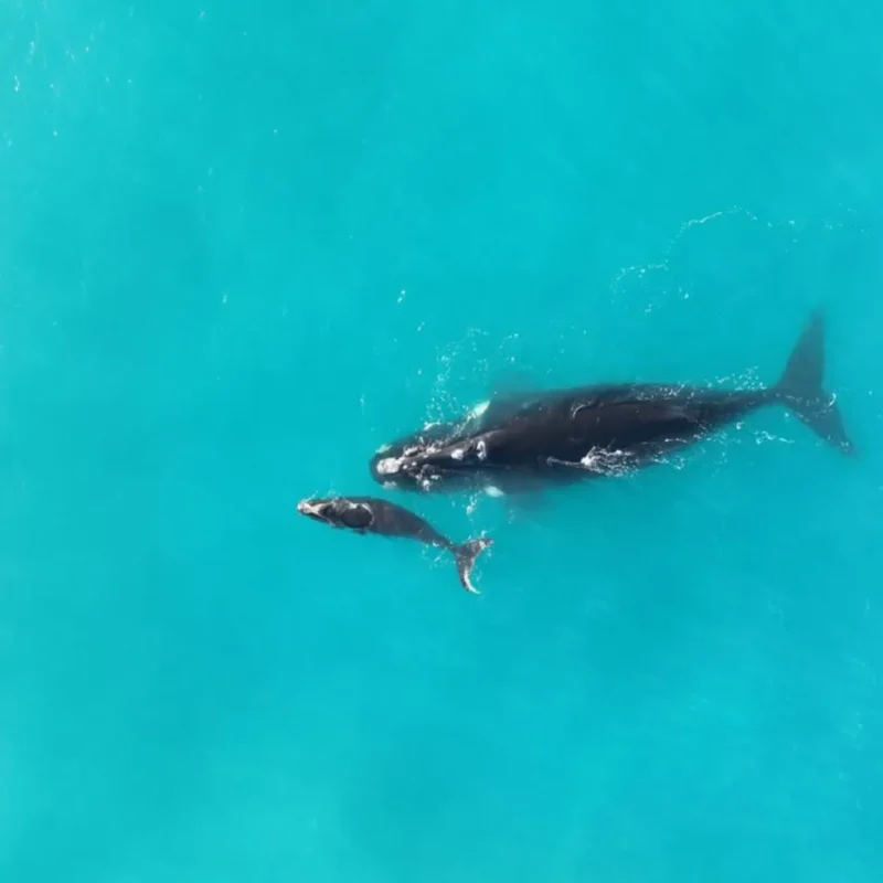 Watch the Winter Migration of Southern Right Whales