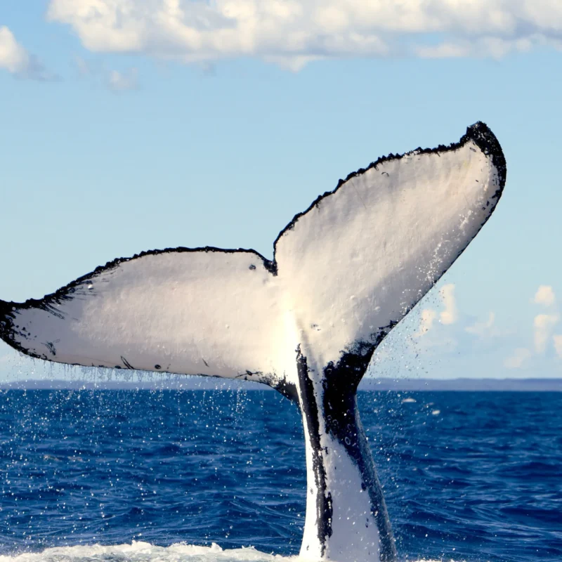 Whale Discovery Trail, Phillip Island