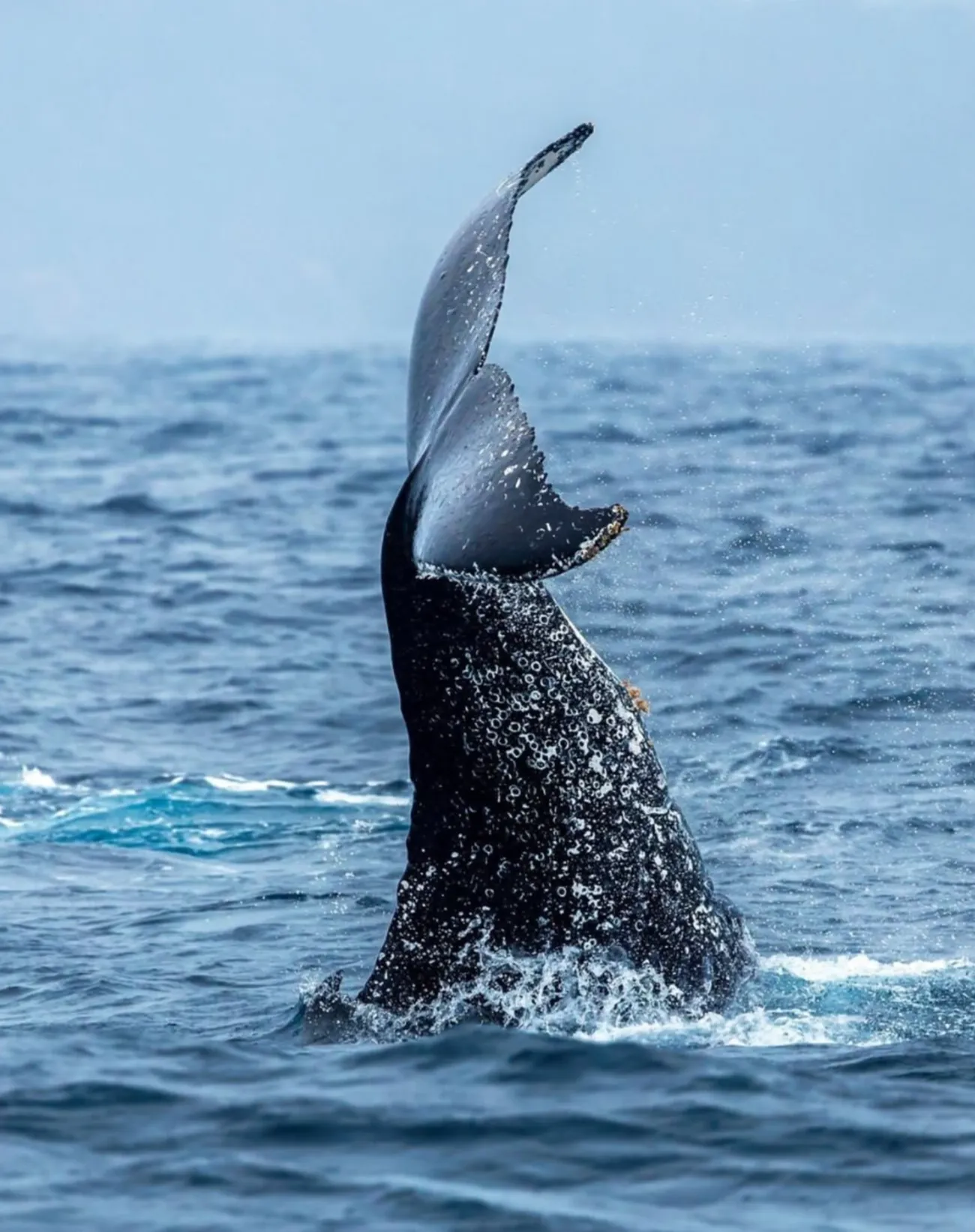 Whale Watching Portland