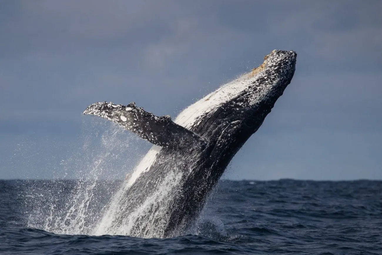 Whale Watching Season