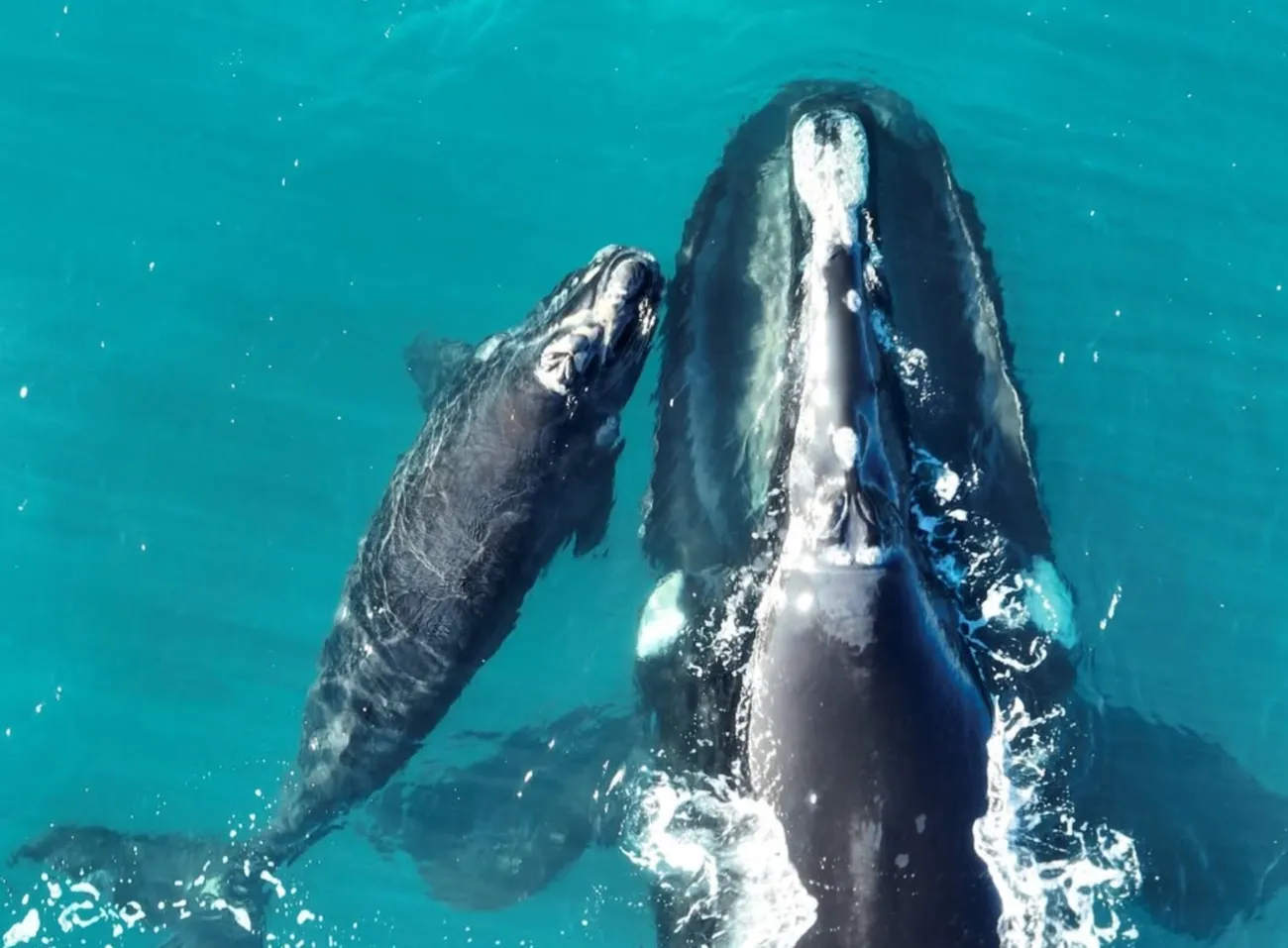 Whales You Can See