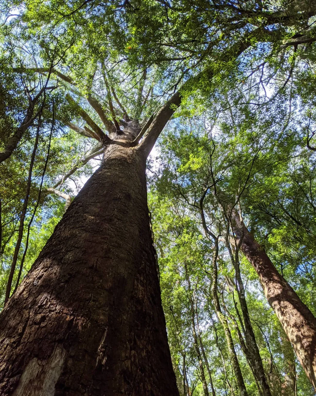 When to Visit Melba Gully
