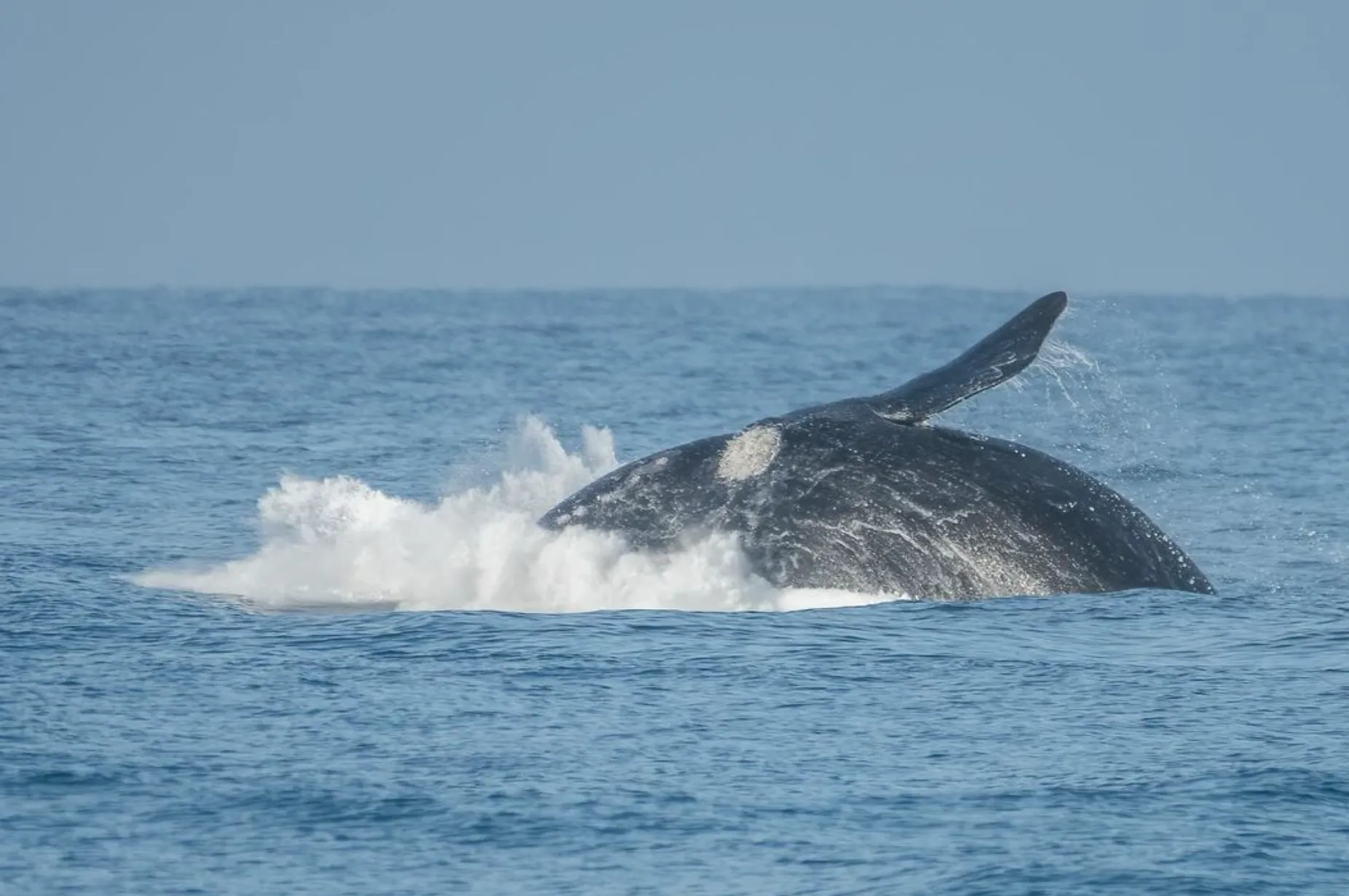 Why Do Whales Come to Warrnambool