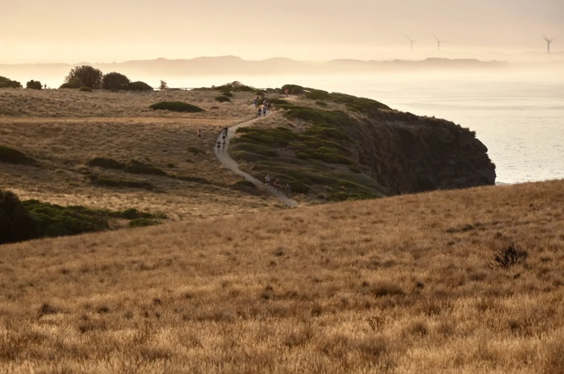 Wild Grasses and Coastal Tracks