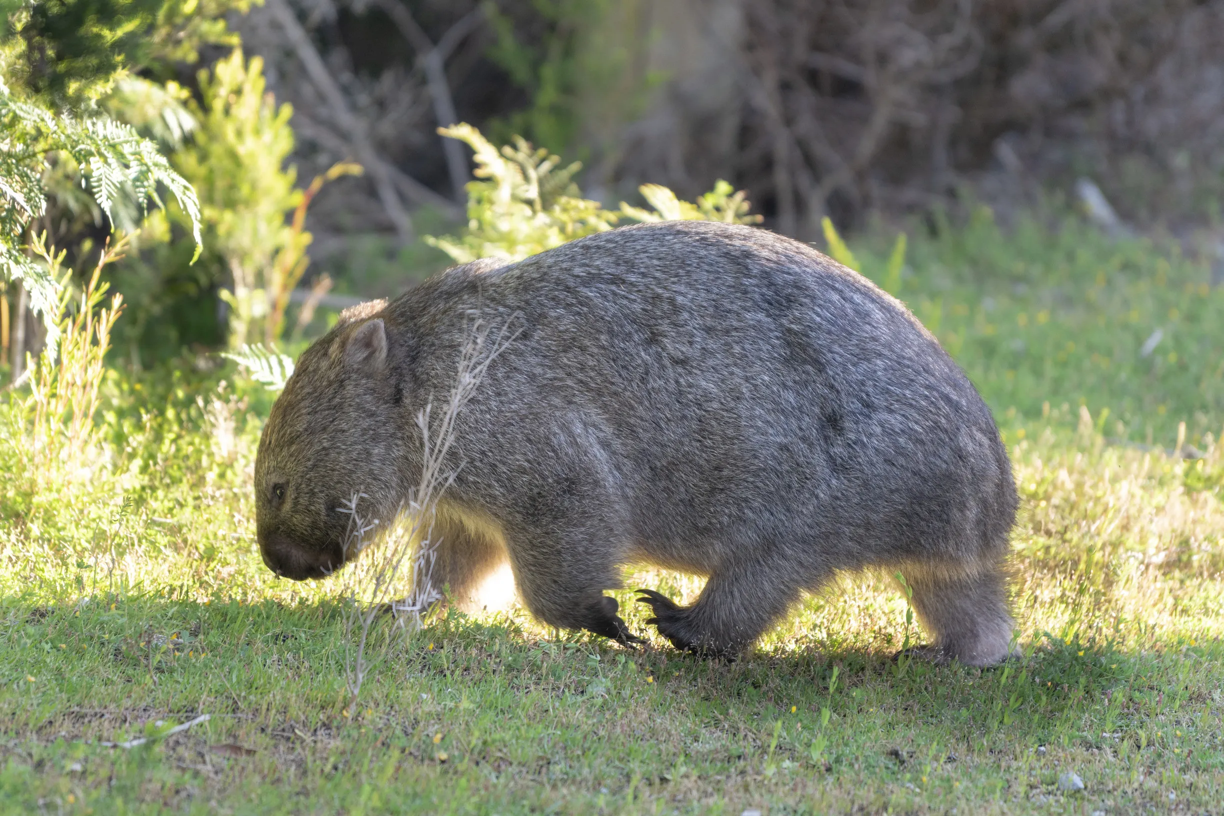 Wildlife Experience