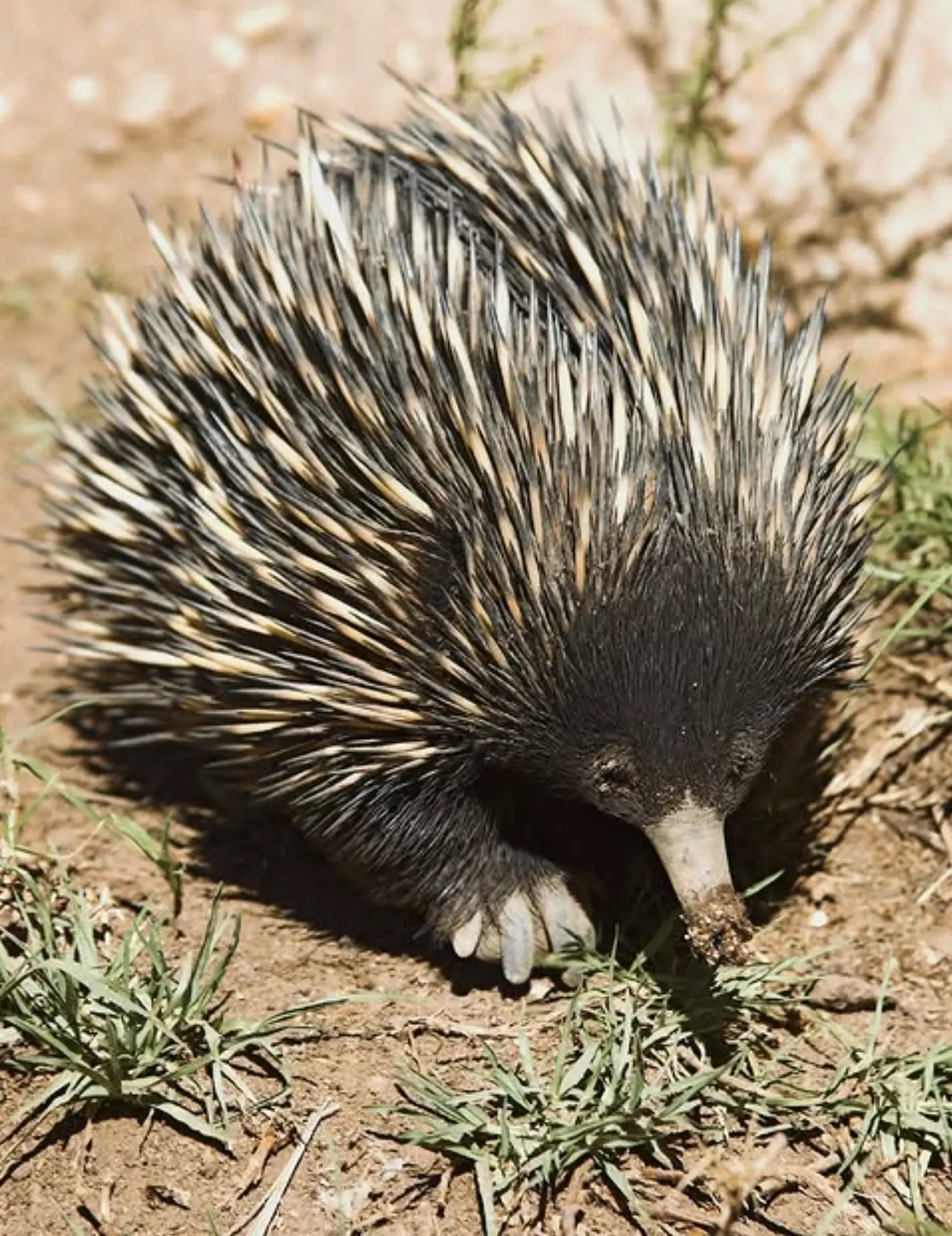 Wildlife and Flora​ Grampians