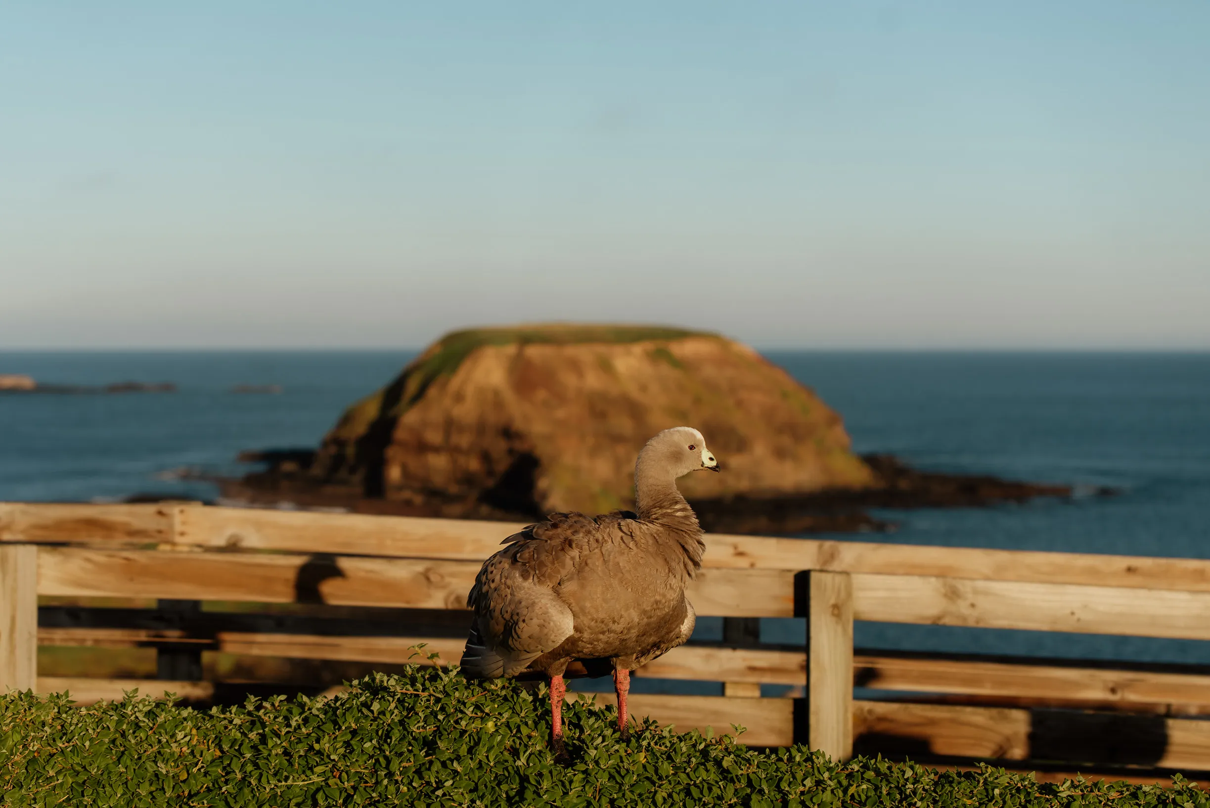 Wildlife at The Nobbies