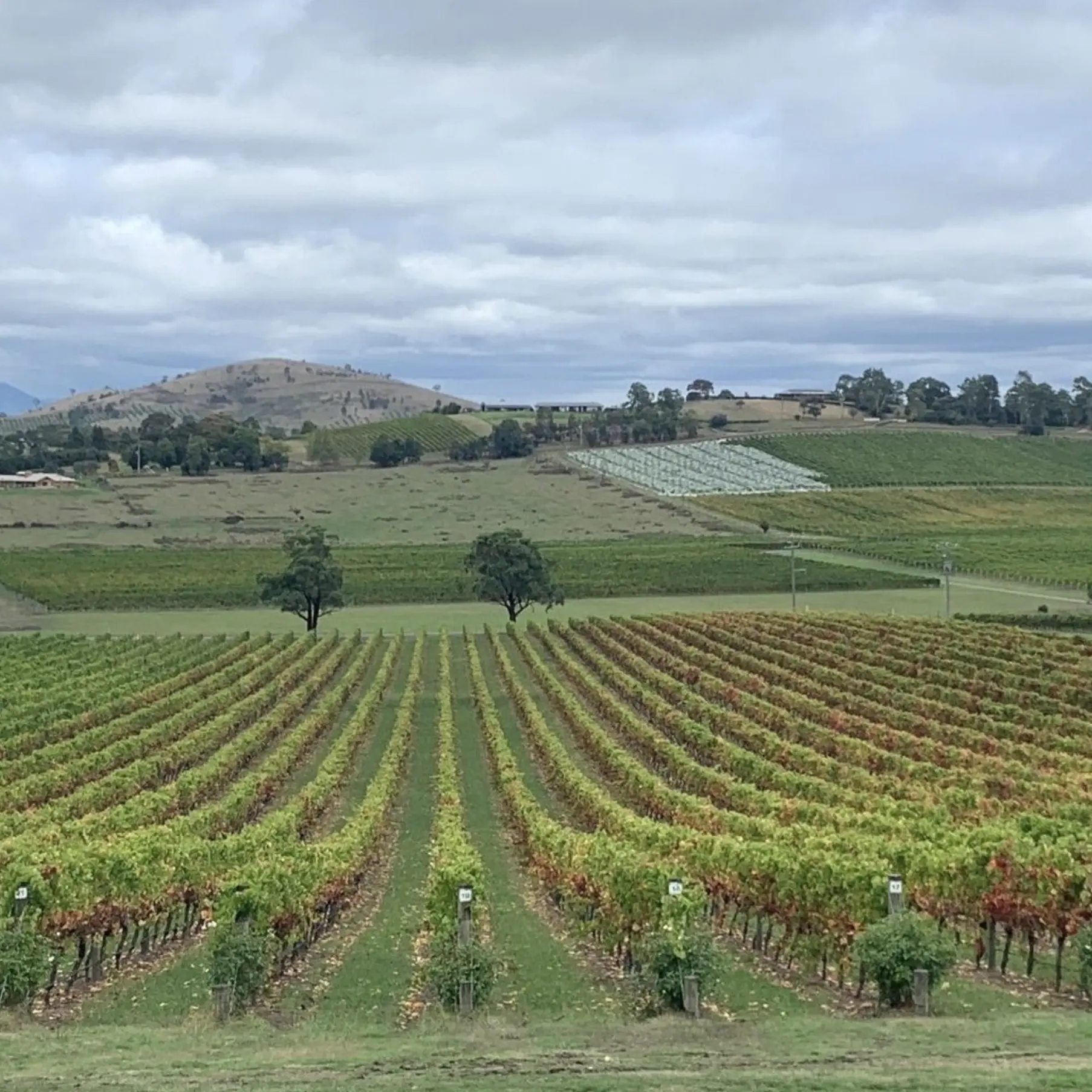Winemaking Domaine Chandon