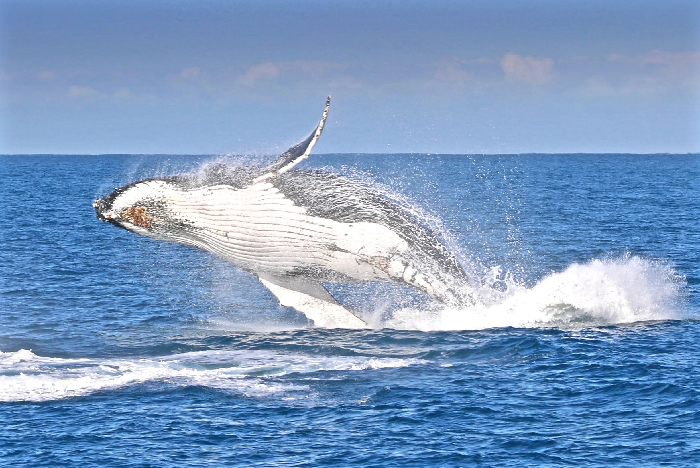 Winter Whale Cruise