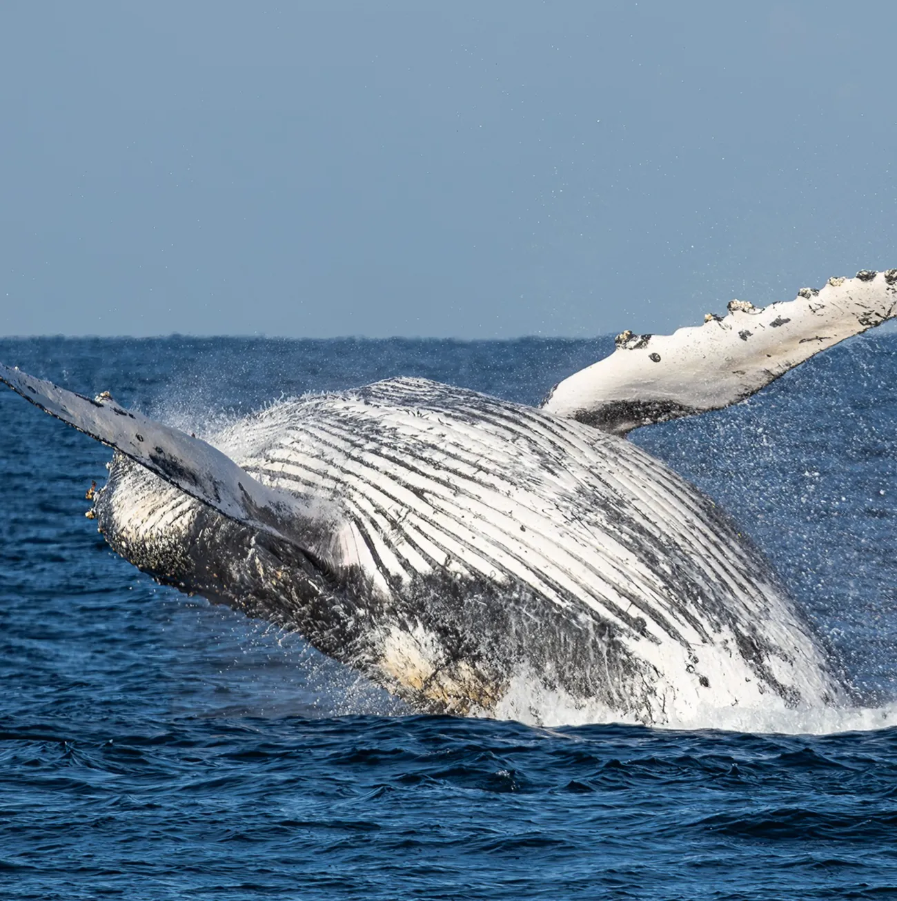 Winter Whale Tours