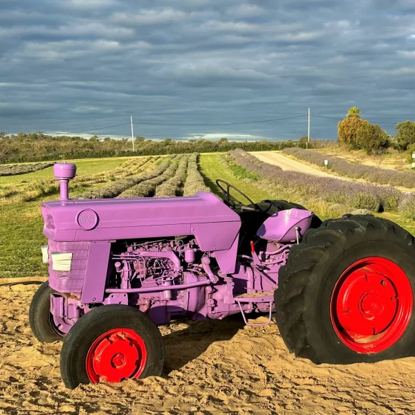 Yanchep Lavender Farm tour