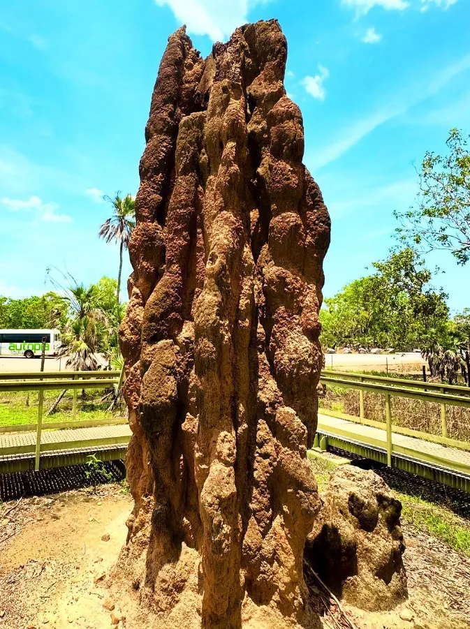You can visit the Termite Mounds at Litchfield National Park