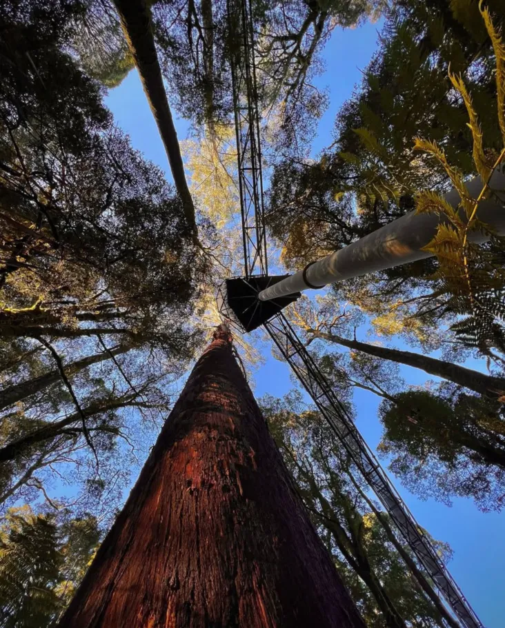Zipline Tours