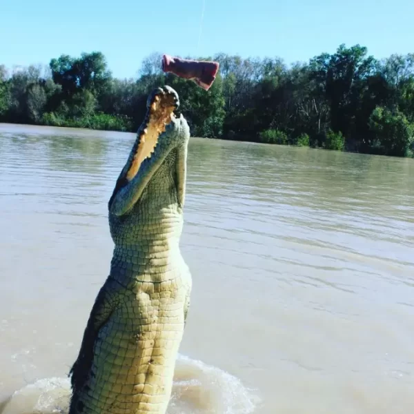 croc jumping tours darwin