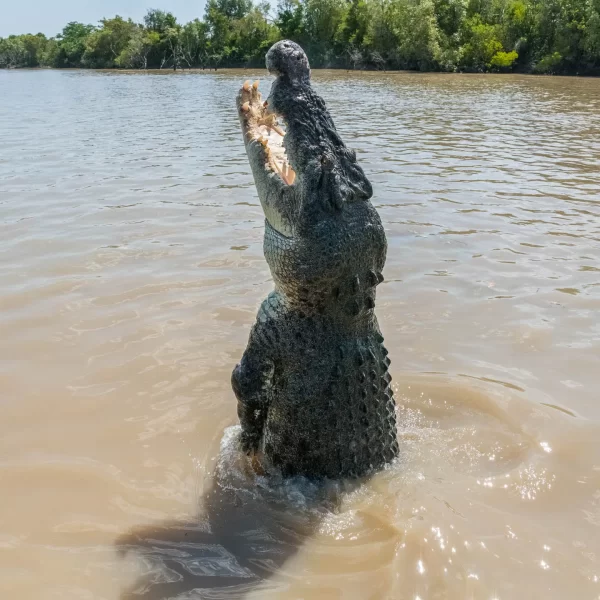 best crocodile tours darwin