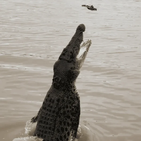 adelaide river cruises