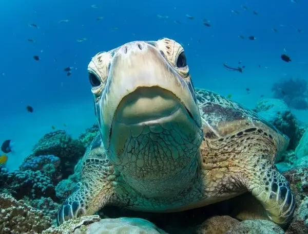 cairlie beach & reef cruise tour