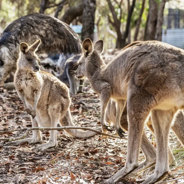 australia tours sydney to cairns