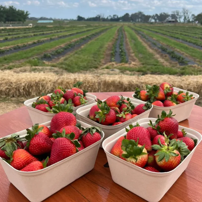 berry farm Great Ocean Road