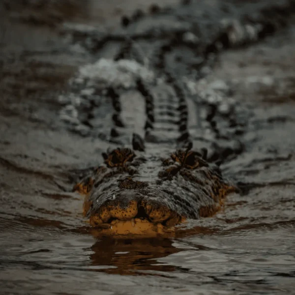 best jumping croc tour darwin