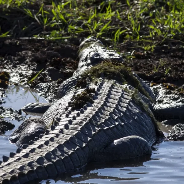 croc jumping tour