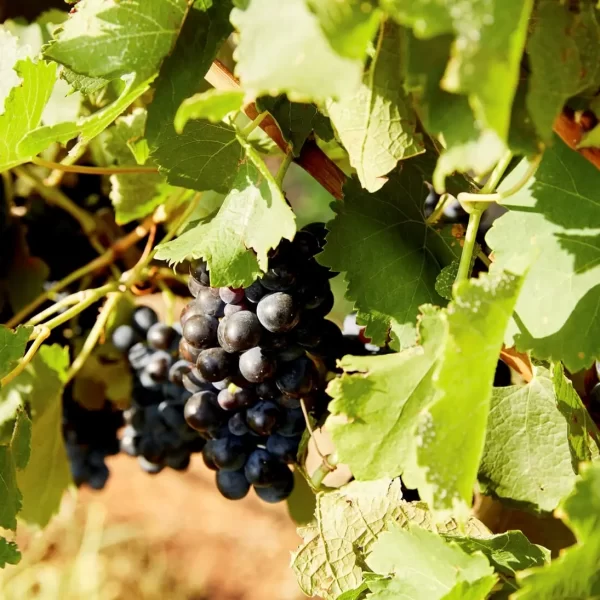 boutique wine tours hunter valley