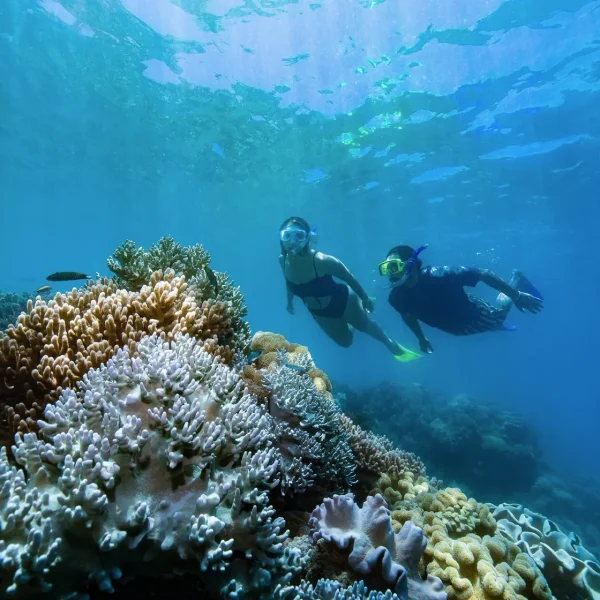 bus tours sydney to cairns