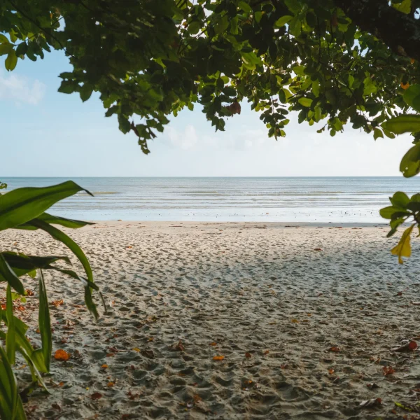 cairns daintree rainforest tour 3 days