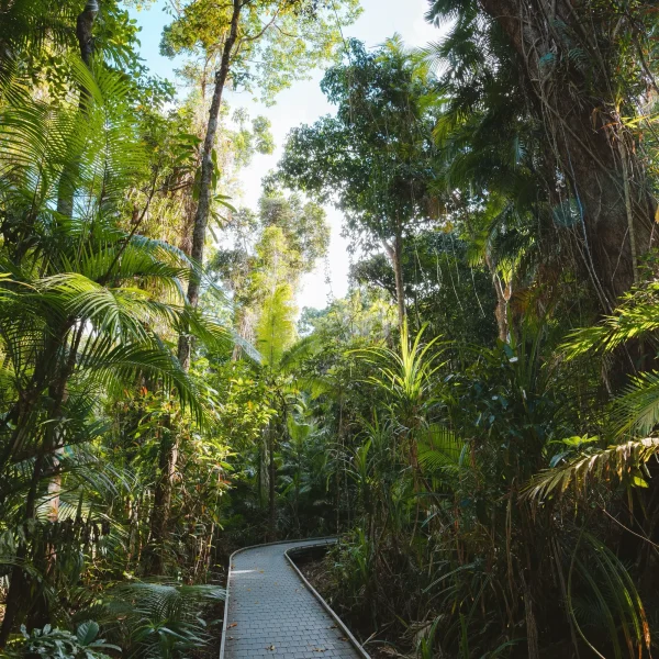 comfort style daintree rainforest tour