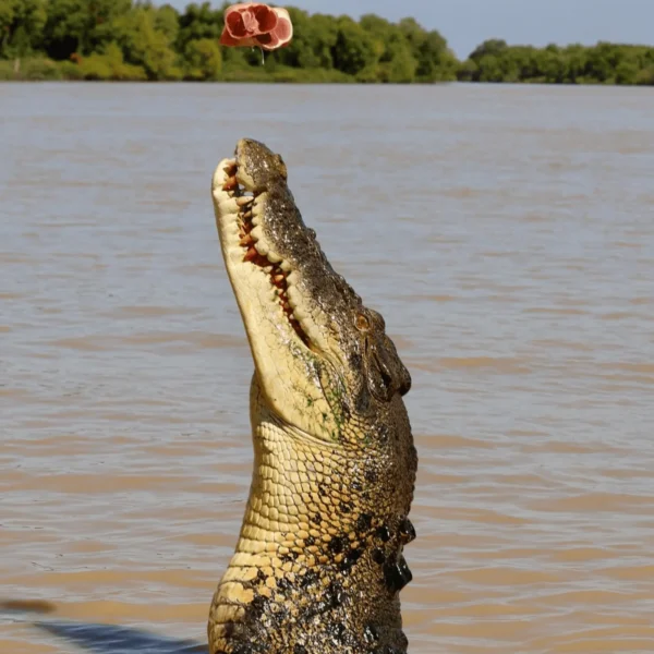 croc jumping tour darwin