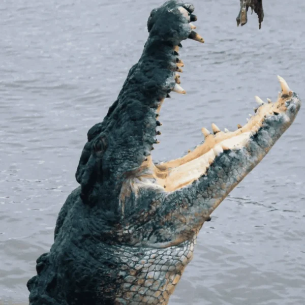 croc tour