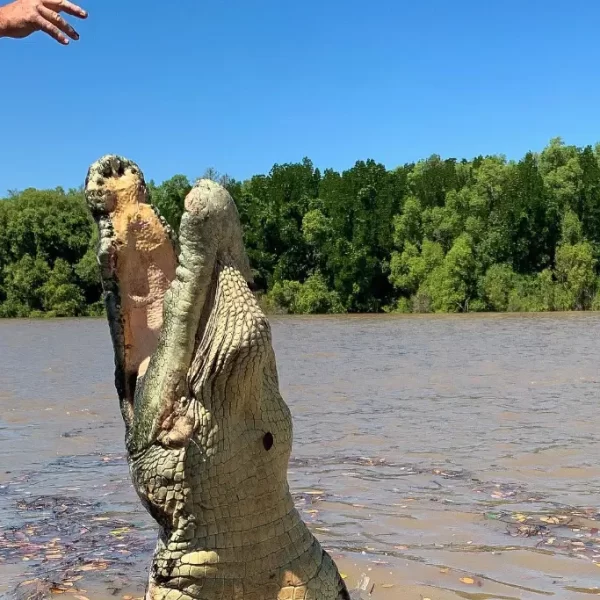 darwin croc tour