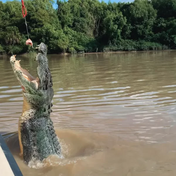 adelai river croc tour